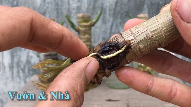 Dracaena fragrans | How to Grow Dracaena Fragrans in Water | Cây Phát Tài смотреть онлайн
