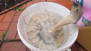 Полейте этим клематисы! Клематисы вмиг пойдут в рост и зацветут обильно.