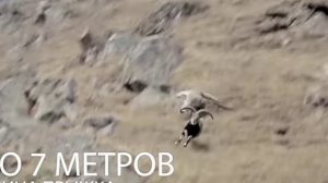 Ирбис. Факты о Снежных Барсах