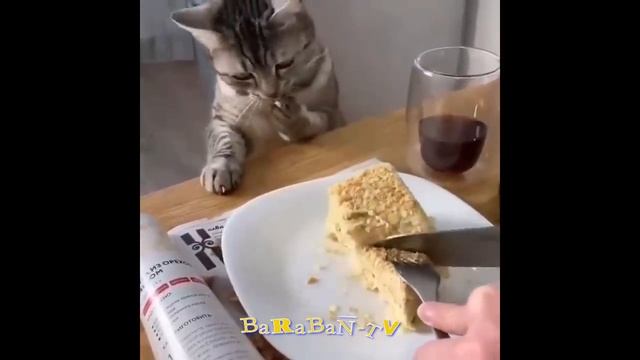 ? Коты - проказники!  ? Подборка котов для хорошего настроения! ? смотреть онлайн