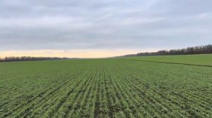 Озимая пшеница. Семена. 20.12.2023. ЗАО «Кировский конный завод».