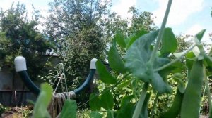 Гигантский горох!!!!!