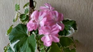 Первое цветение пестролистной Chelsea Gem .Часть 1.Особенности ухода за пестролистными пеларгониями