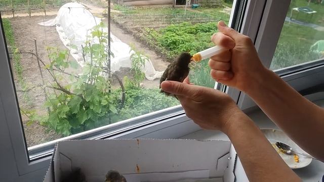кормление птенцов воробья.