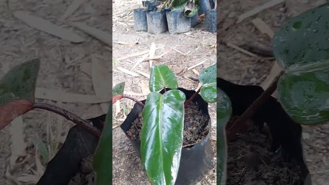 Tanaman hias philodendron black cardinal I Philo kardinal