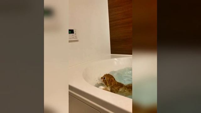 Невозможно устоять перед их милыми мордашками и беззаботным поведением.