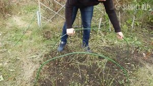 Укрытие роз на Урале и в Сибири