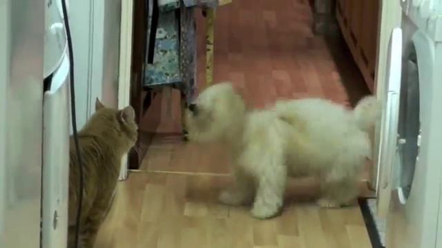 The cat and the Coton de Tulear смотреть онлайн