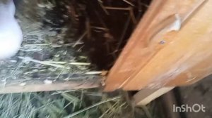 Самые дешёвые способы дезинфекции кроличьих клеток! //для чего нужно дезинфицировать клетки!?