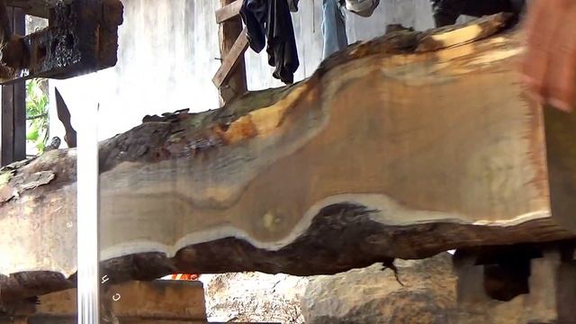 kayu jati perhutani jadi korban ketajaman gergaji pita yang selama ini jadi andalan sawmill