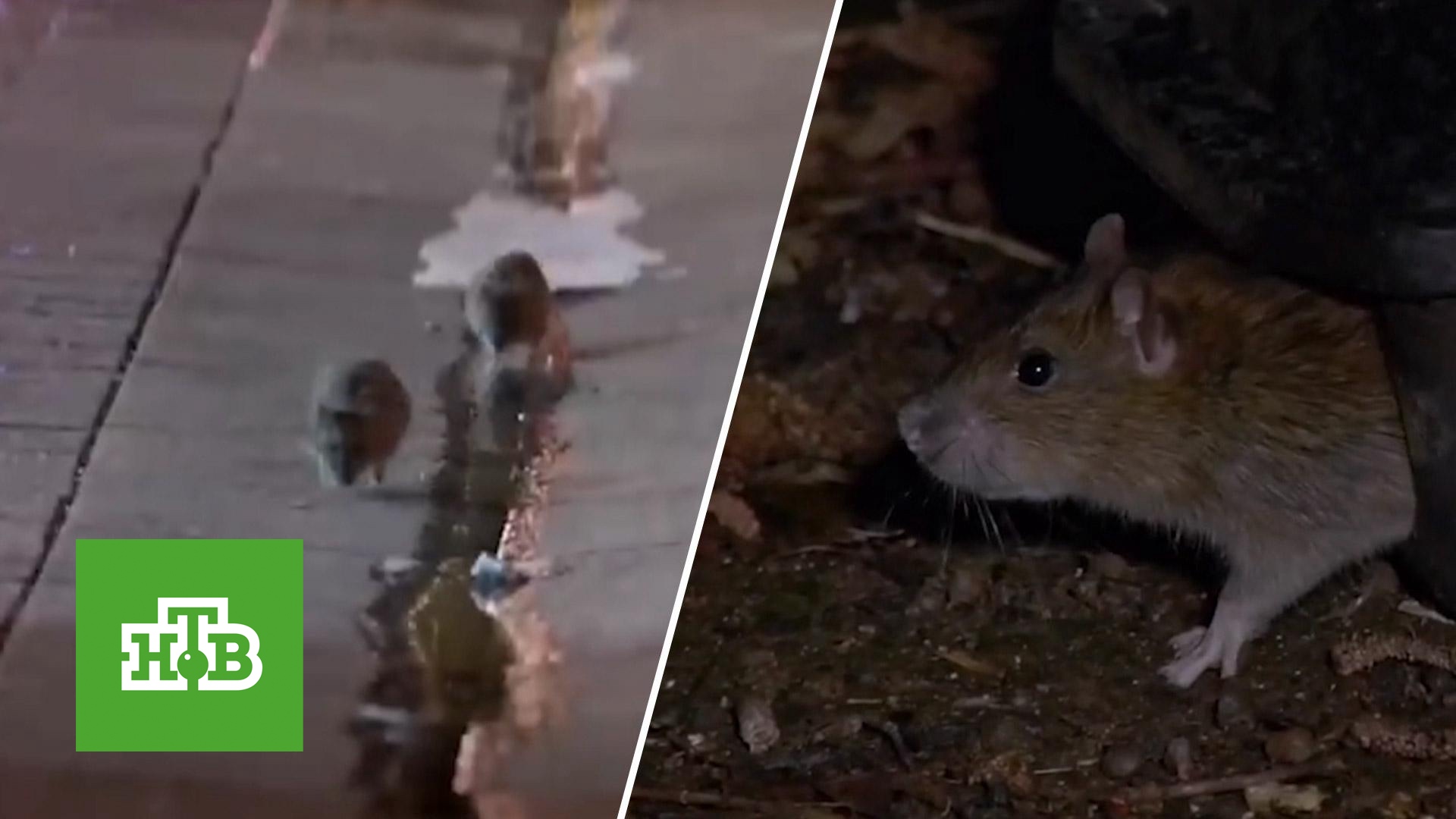 Кто пытается навязать жителям мировых столиц любовь к крысам | «Центральное телевидение»
