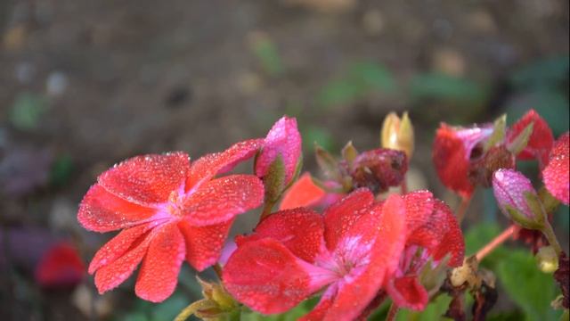 Росы прекрасное творенье смотреть онлайн