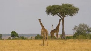 Animals of Africa 4K UHD - Etosha National Park - Wildlife With Relaxing Music