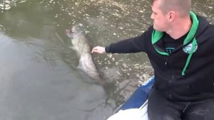 ЛОВЛЯ СОМА. Удилище DAM MADCAT BlackVertical + приманка Clonk Teaser