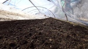 Выращивание Ялтинского лука. Первые всходы рассады Ялтинского лука. Сезон 2020