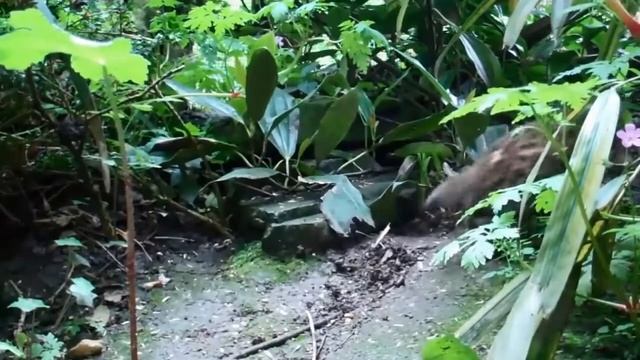 черноногая кошка - редкая . маленькая .но очень злая жительница Африки смотреть онлайн