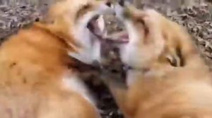 Голос лис очень похож на смех человека