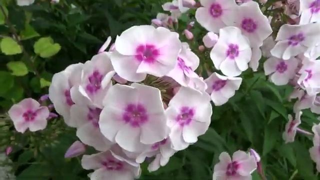 ФЛОКС метельчатый Надежда Павлова. Автор: Скрастынь Н.Ю. Год: 1967. смотреть онлайн