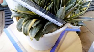 Sansevieria hahnii silver frost