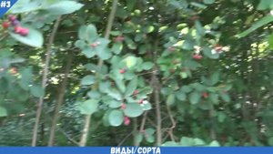 ИРГА описание, другое название, виды (сорта), как выглядит, где растет | ПОЛЕЗНАЯ ЯГОДА