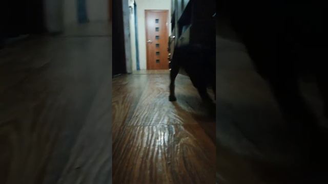 Ария цвергпинчер щенок смотреть онлайн