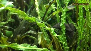 Перекись водорода для аквариума | Аквариум для начинающих | Жизнь аквариума (#46)