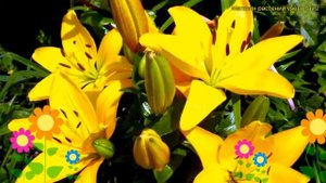 Лилия обыкновенная Йеллоу Каунти. Краткий обзор, описание характеристик lilium Yellow County
