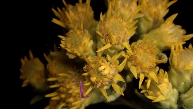 Goldenrod / Solidago sp смотреть онлайн