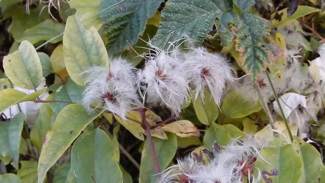 20211015 Rockanje tussen strandslagen Bosrank pluis смотреть онлайн