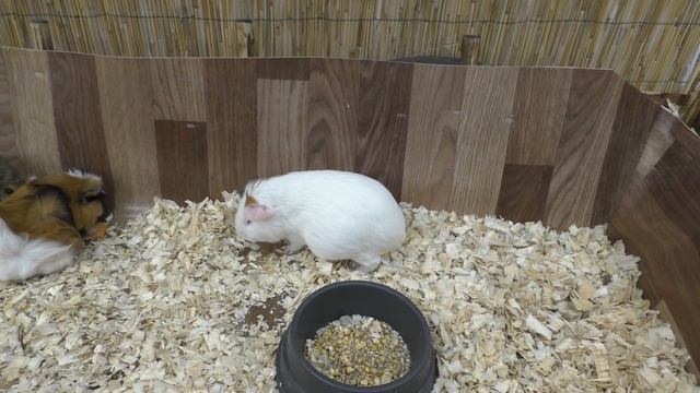 Контактный, Трогательный Зоопарк / Гладим Игуану / Кормим животных / Хрюкаем как свинка Пеппа смотреть онлайн