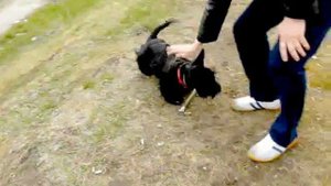 Скотч терьер Басти. Скотч приносит палочку.