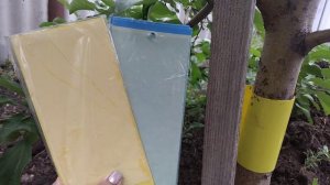 Как избавиться от муравьёв на яблоне . Самое лучшее средство