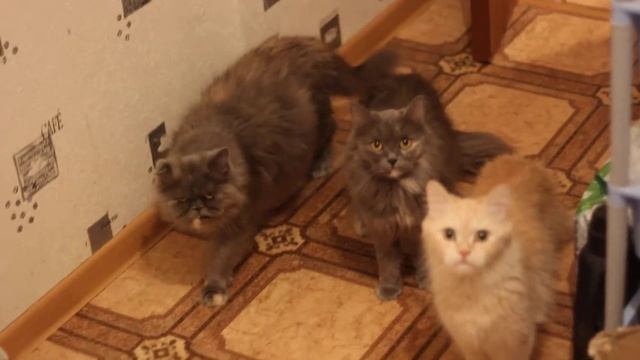 коты бегут есть смотреть онлайн