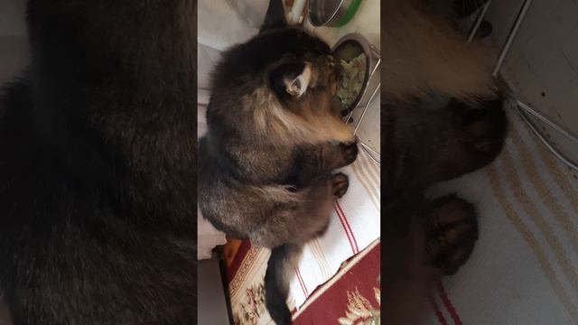 Завтрак кота, д-251 Макароны из твёрдых сортов пшеницы, грудка курицы смотреть онлайн