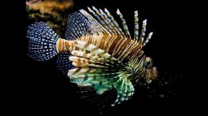 Крылатка зебра, рыба-зебра, или полосатая крылатка