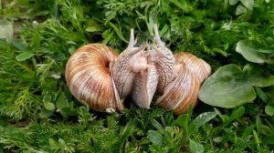 Равлики і кохання... Або як спарюються равлики. Snails and love ... or how do snails breed .