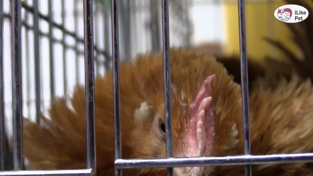 Порода кур КОХИНХИН КАРЛИКОВЫЙ Агропромышленная выставка Золотая осень 2016 iLikePet смотреть онлайн