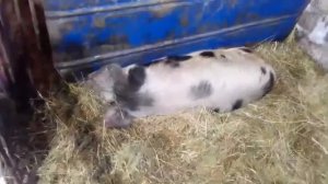 Выкидыш у свиноматки.
