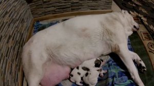 Азиатская овчарка, родила щенков.