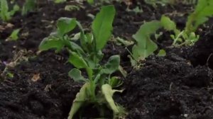 Осенняя прополка. Как правильно прополоть огород осенью.