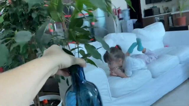 Погибает фикус / мои комнатные растения / фикус Бенджамина / уход за комнатными цветами / смотреть онлайн