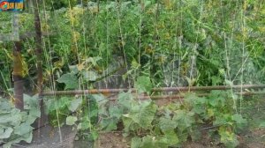 Для чего нужно подвязывать огурцы? Способы подвязки
