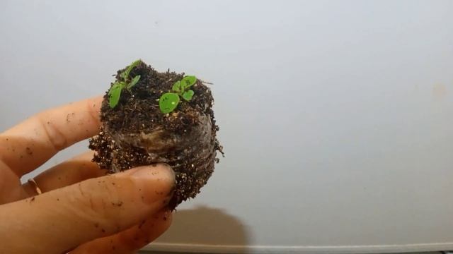 Первая пикировка петунии из торфяных таблеток смотреть онлайн