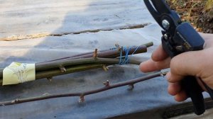 Размножение ежевики черенками, долгими зимними вечерами.