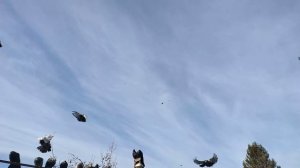 Голуби; Ростовская область.