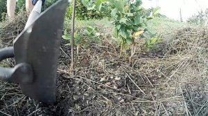 Почему краснеют листья у голубики Подкисляем почву для голубики правильно