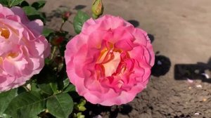 Роза Pink Paradise, Delbard