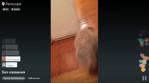 Periscope. Камила Коробейникова - Показала киску