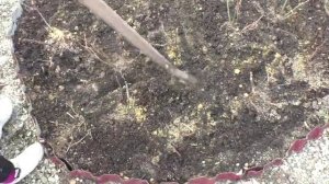 подготовка и мульчирование клумбы с розами