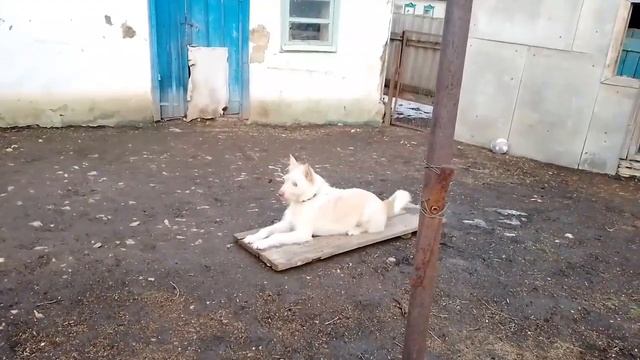 Переезд на Юг//Начали установку бордюров//Влог от 21.02.23. смотреть онлайн